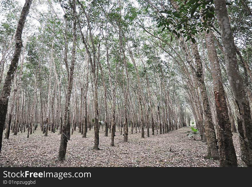 Tree Rubber Garden Fall