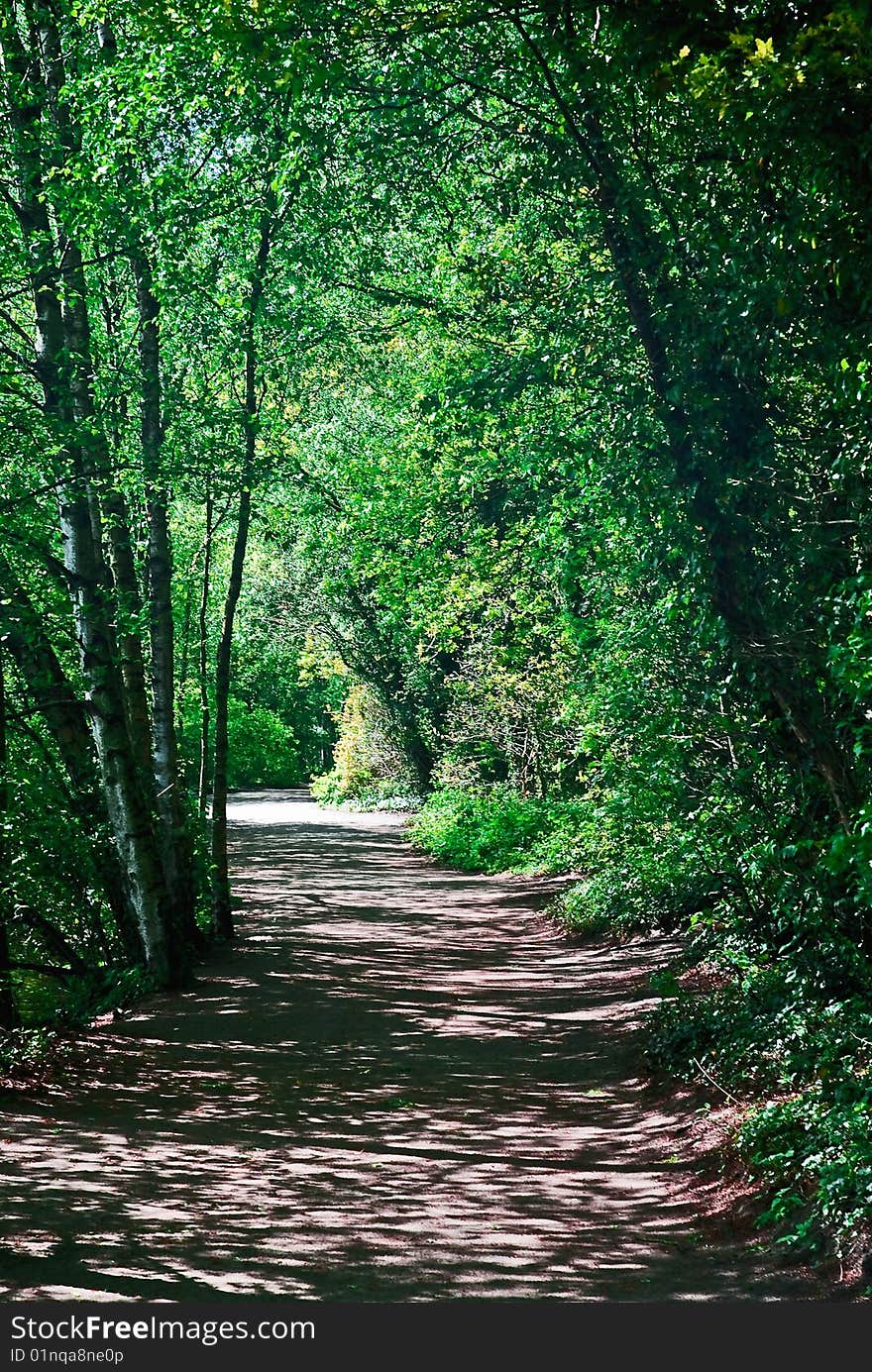 A walk through the trees. A walk through the trees