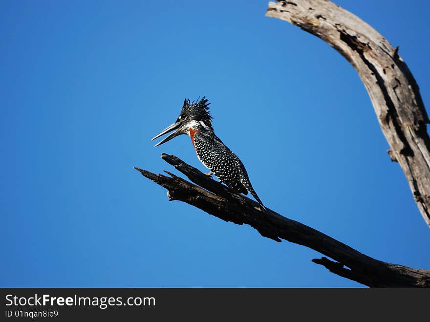 The Giant Kingfisher (Megaceryle maxima) is the largest kingfisher in Africa, where it is a resident breeding bird over most of the continent south of the Sahara Desert other than the arid southwest (South Africa).