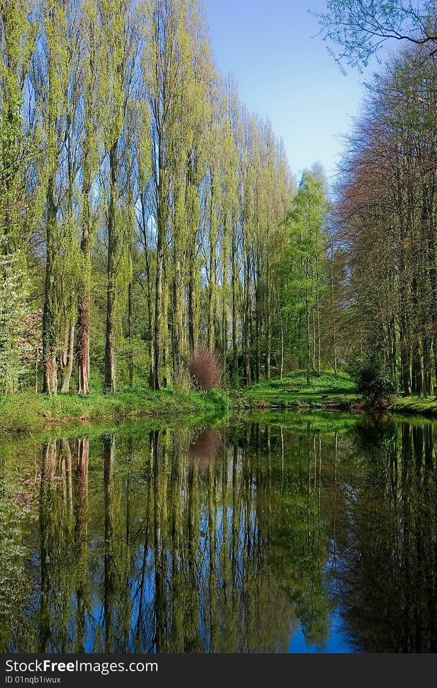 Reflections of trees in a pool. Reflections of trees in a pool