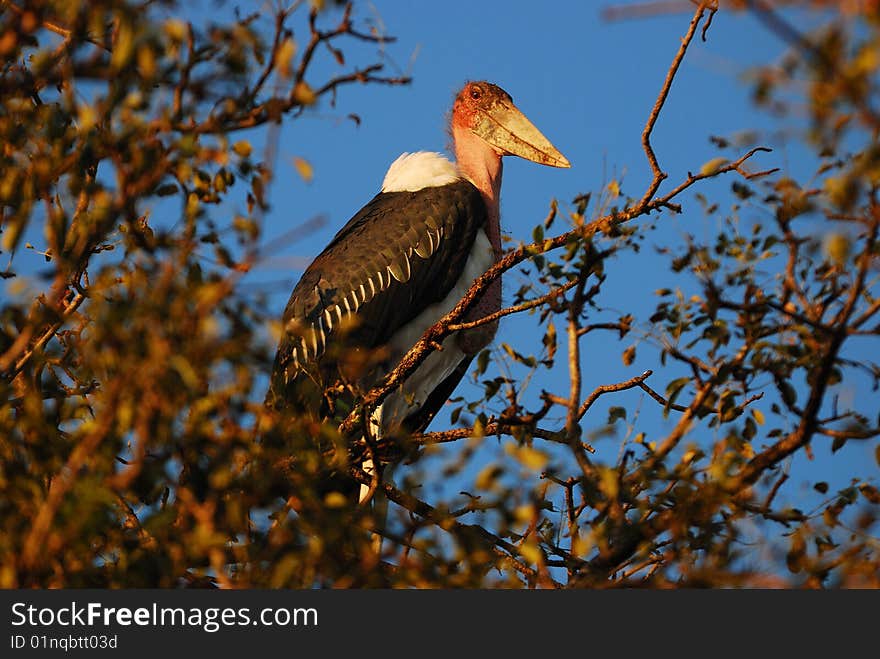 The Marabou Stork (Leptoptilos crumeniferus) is a large wading bird in the stork family Ciconiidae. It is sometimes called the undertaker bird, due to its shape from behind: cloak-like wings and back, skinny white legs, and sometimes, a large white mass of hair.