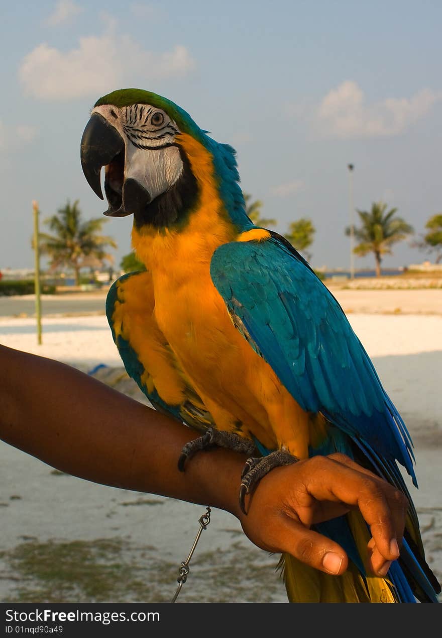 Parrot on the hand