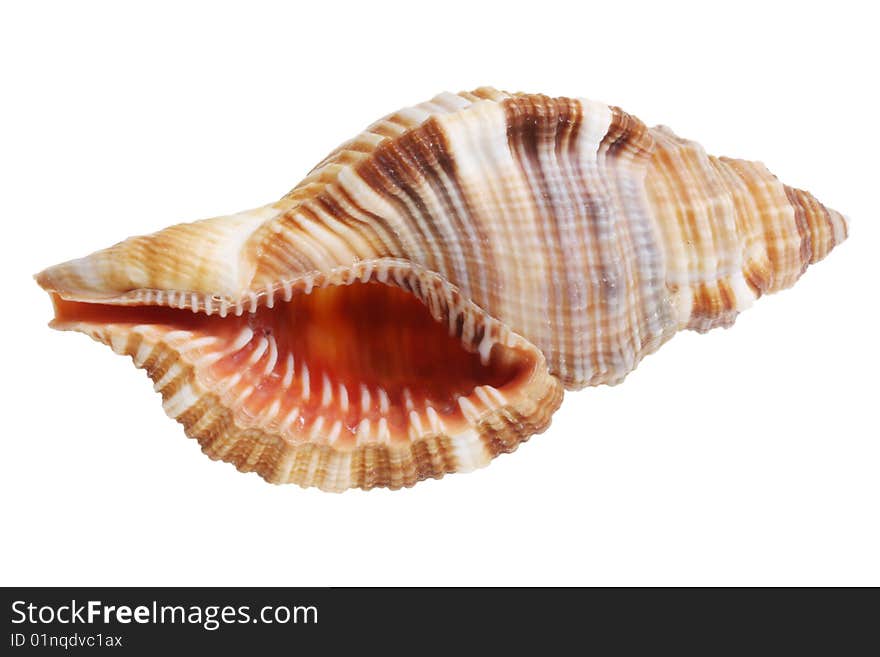 Shell