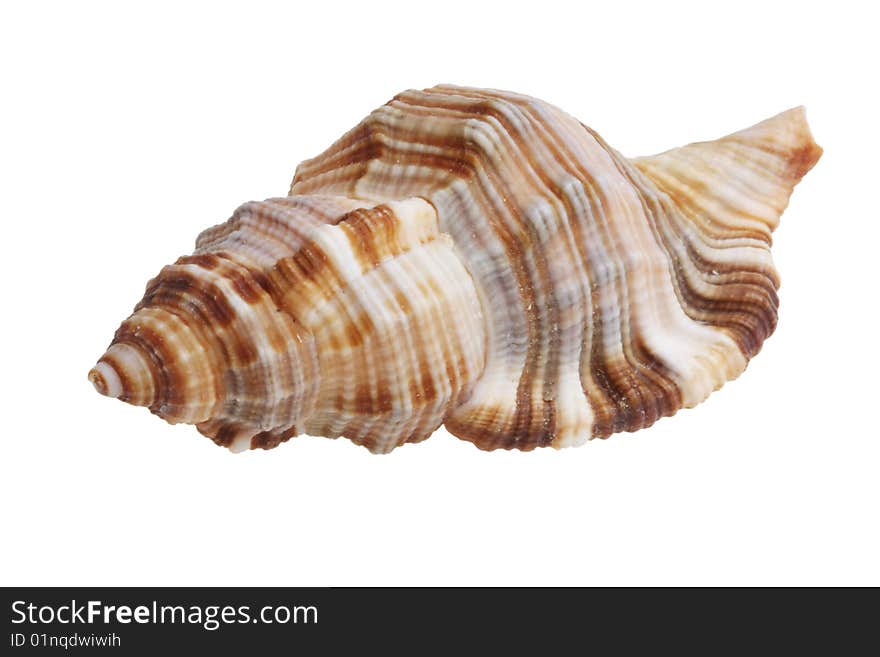 Shell