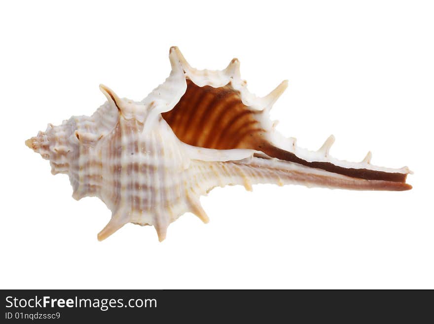 Shell on a white background