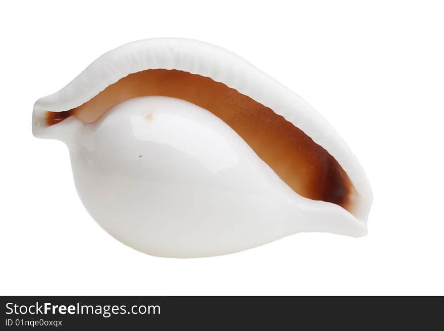 Shell on a white background