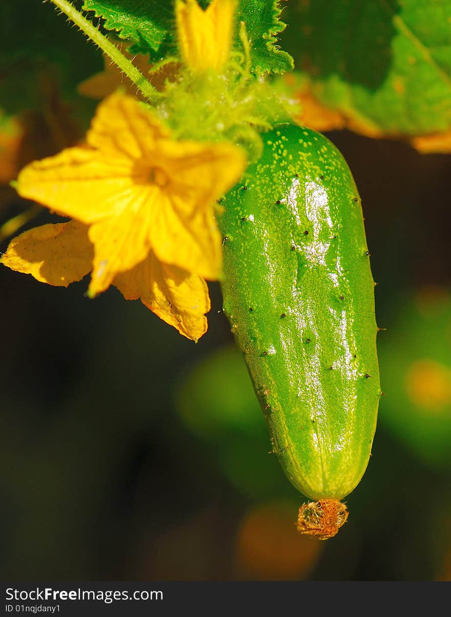 Green cucumber