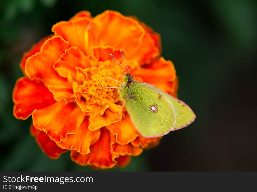 Beautiful bright butterfly sits on an orange flower in  garden