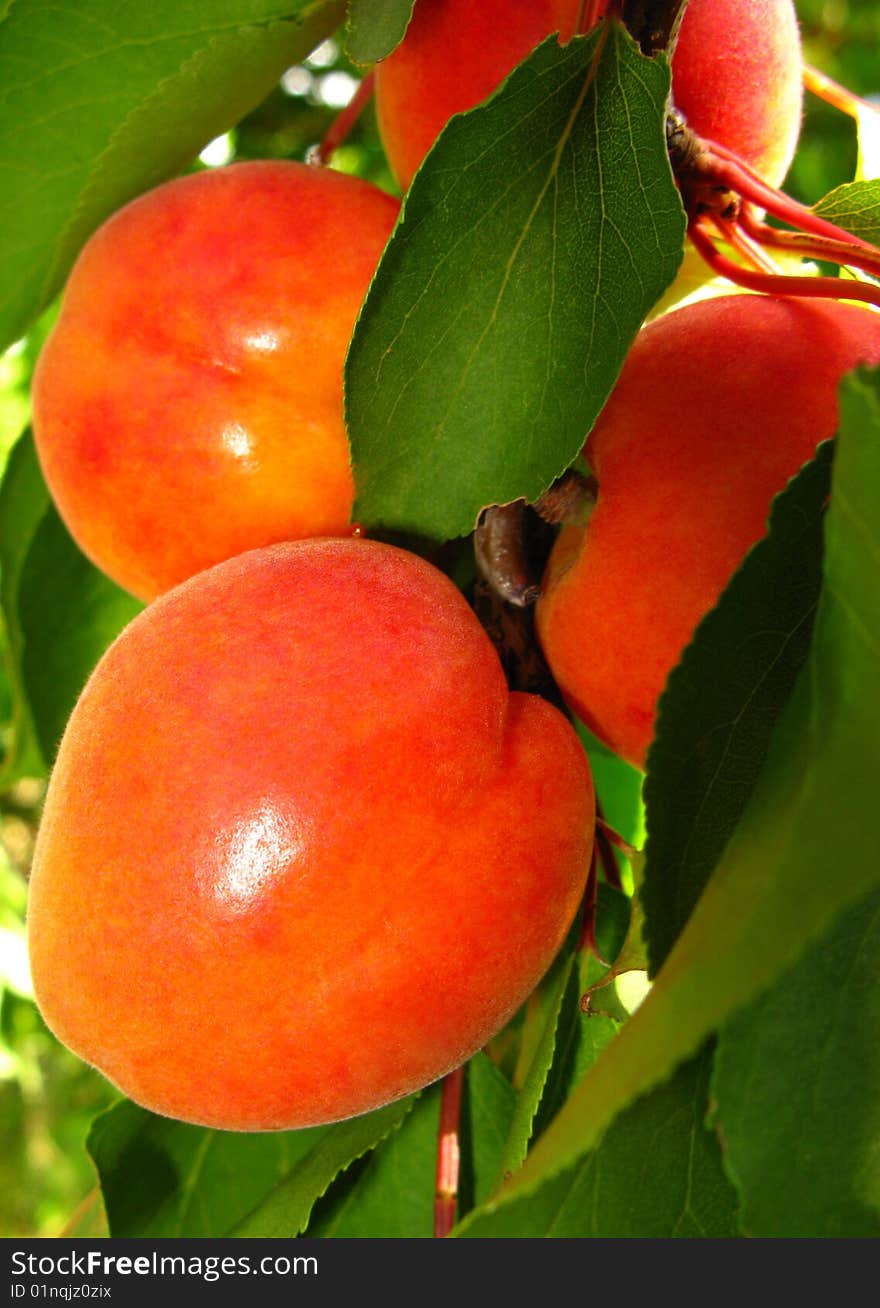 Fruits bright orange an apricot with green foliage covered by  sunlight