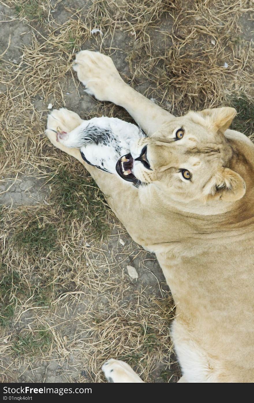 Look of predatory lioness of eating hen