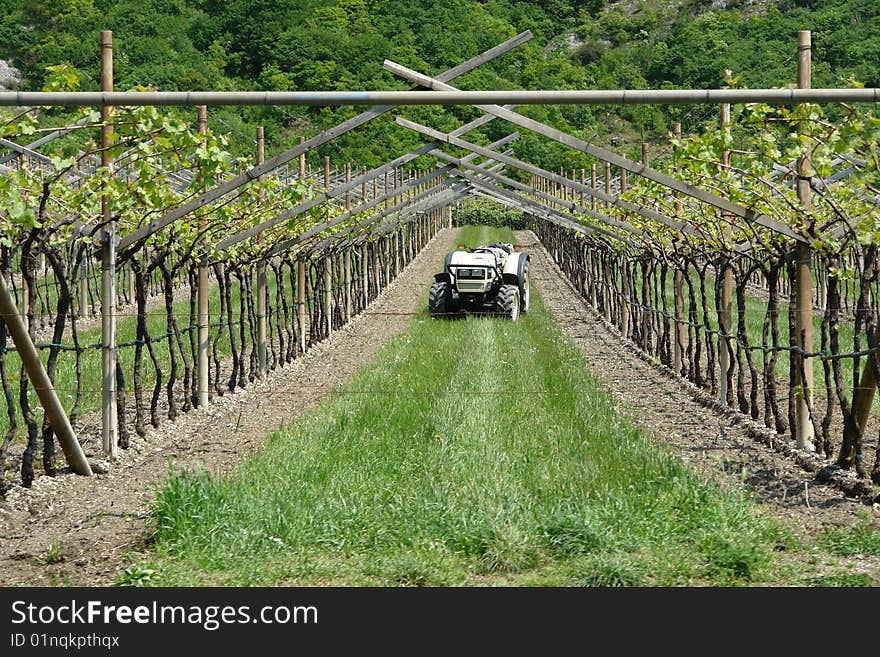 Tractor in the wineyard