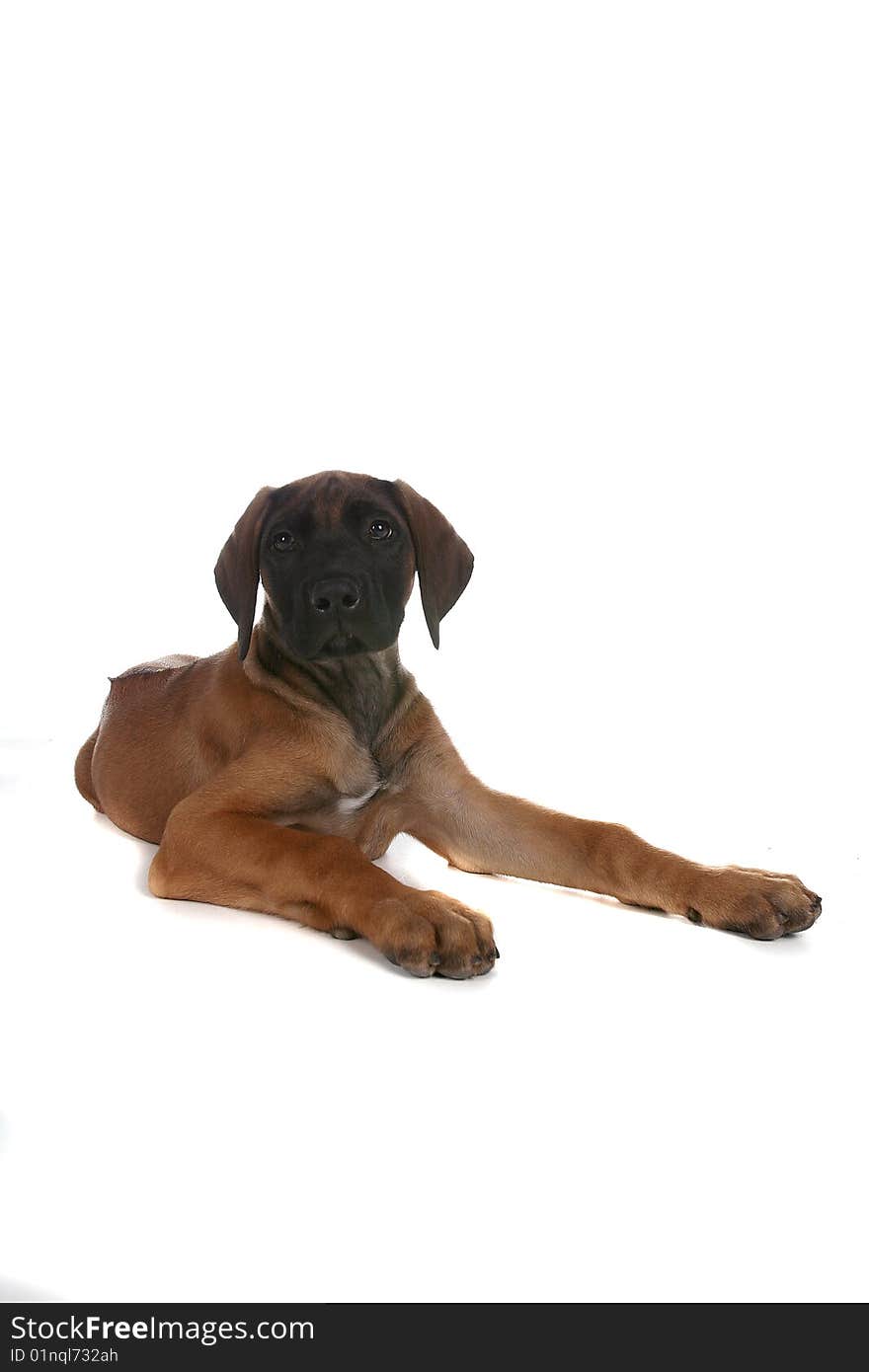 Cute brown and black pure breed puppy on high key background. Cute brown and black pure breed puppy on high key background