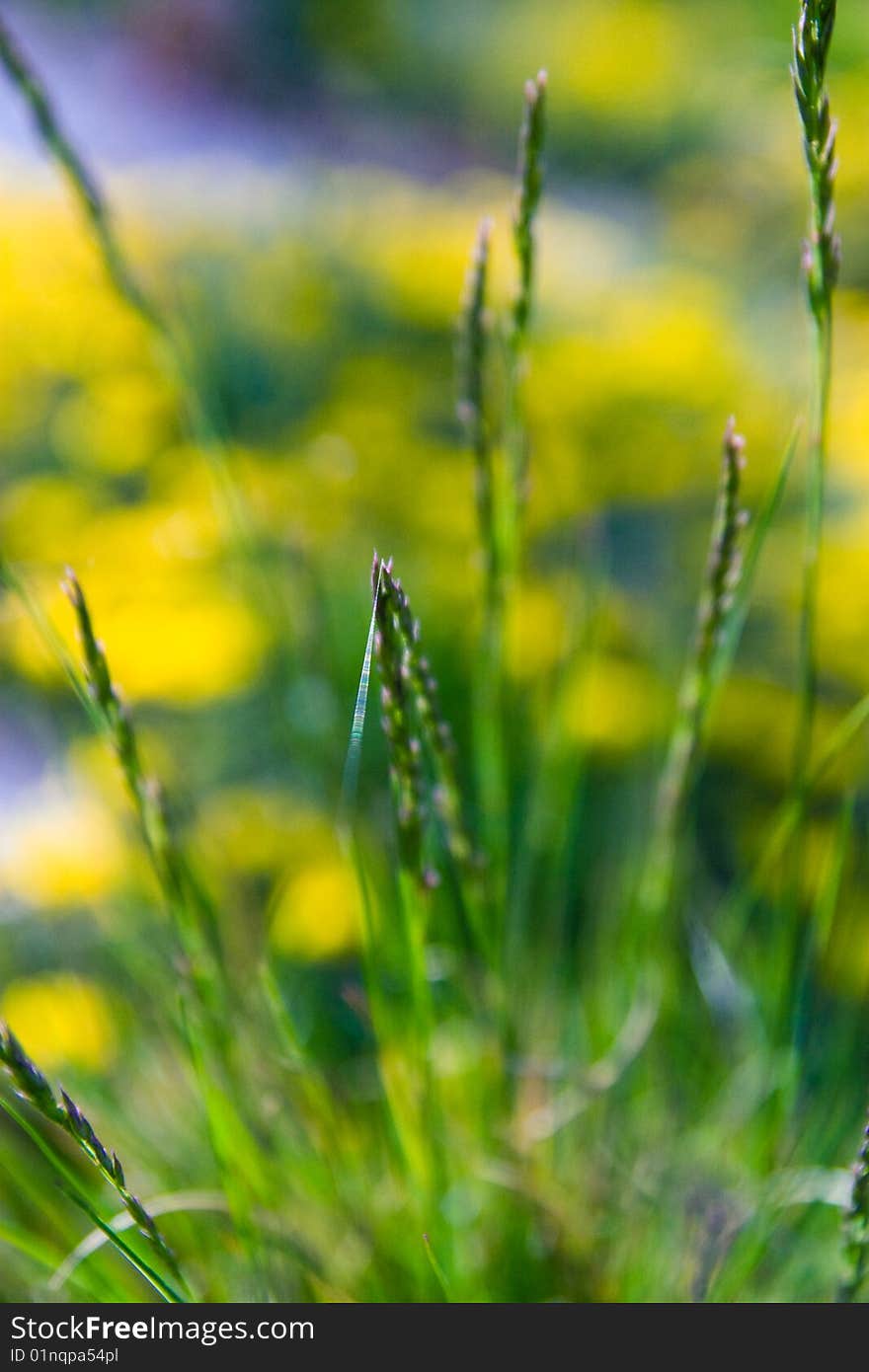 Closeup image of green grass (shallow DOF). Closeup image of green grass (shallow DOF).