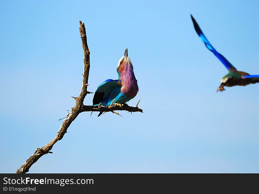 Lilac-Breasted Roller (Coracias caudatus)