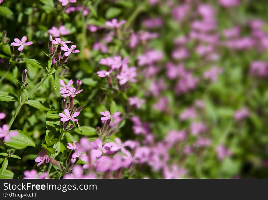 Closeup of pink wild flowers with background out of focus.