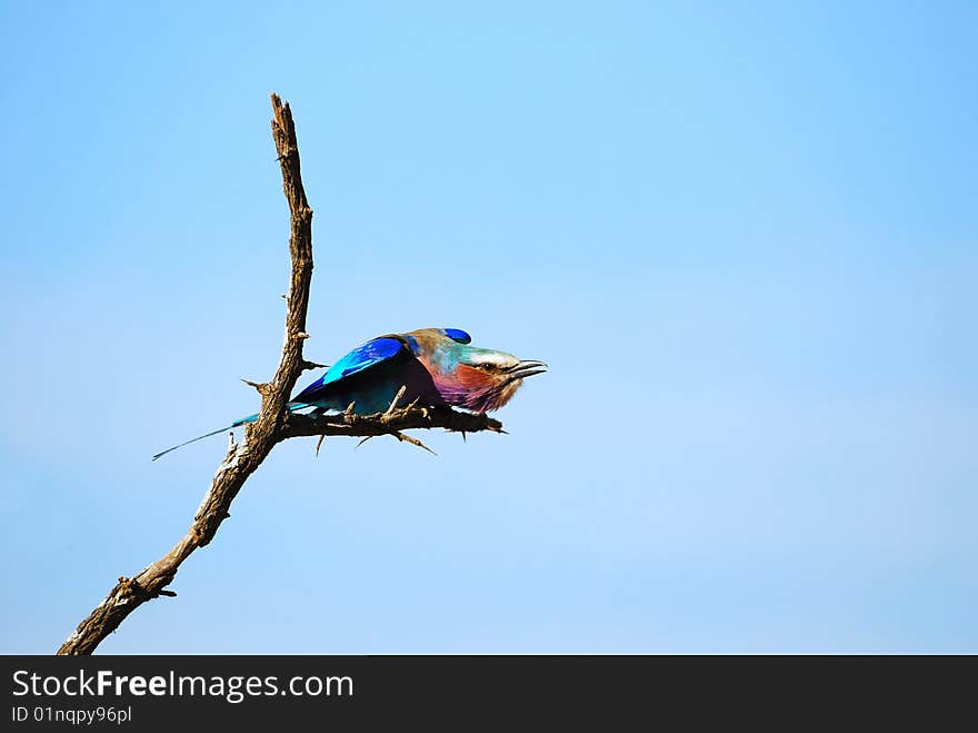 Lilac-Breasted Roller (Coracias caudatus)