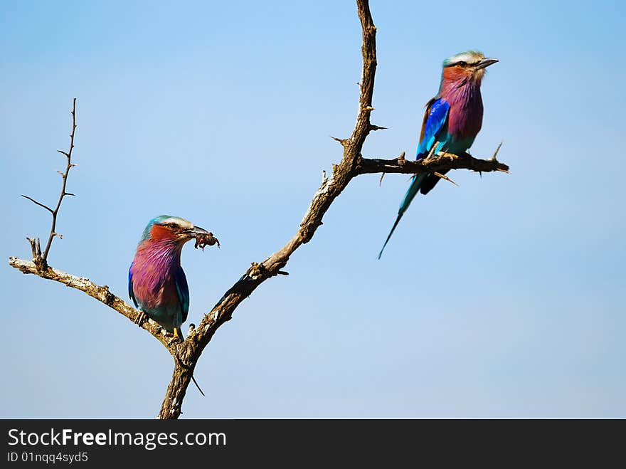 The Lilac-breasted Roller (Coracias caudatus) is a member of the roller family of birds. It is widely distributed in sub-Saharan Africa and the southern Arabian Peninsula, preferring open woodland and savanna; it is largely absent from treeless places.