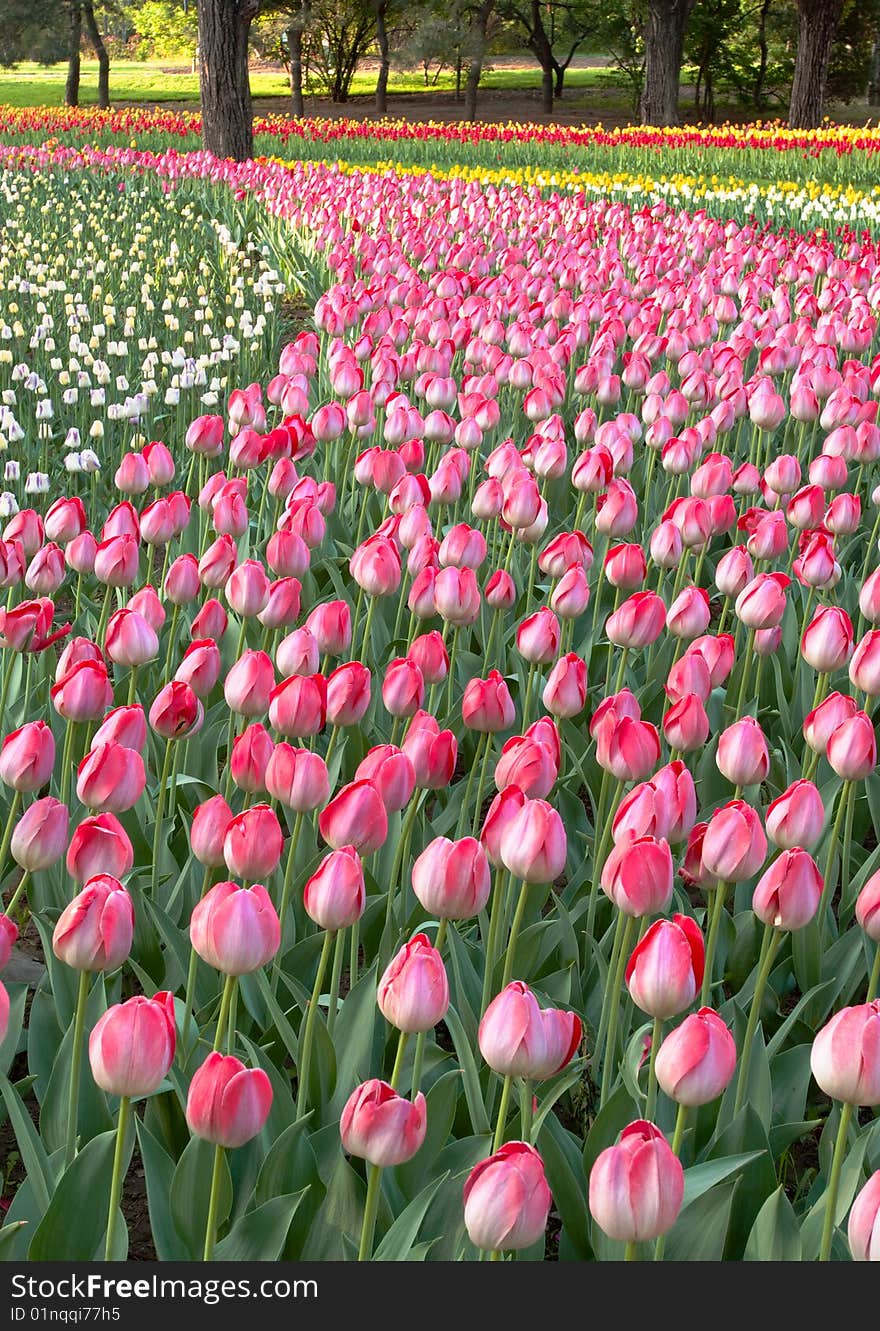 Beautiful tulip bud on flowerbed. Beautiful tulip bud on flowerbed