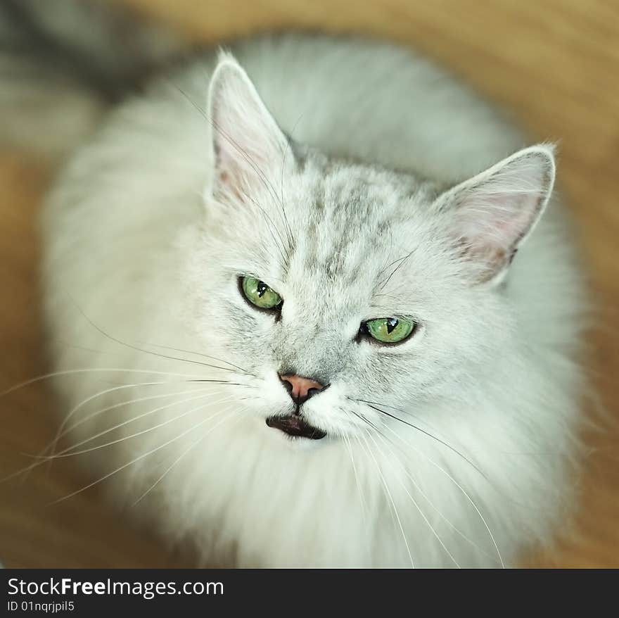 A white cat meows and angered