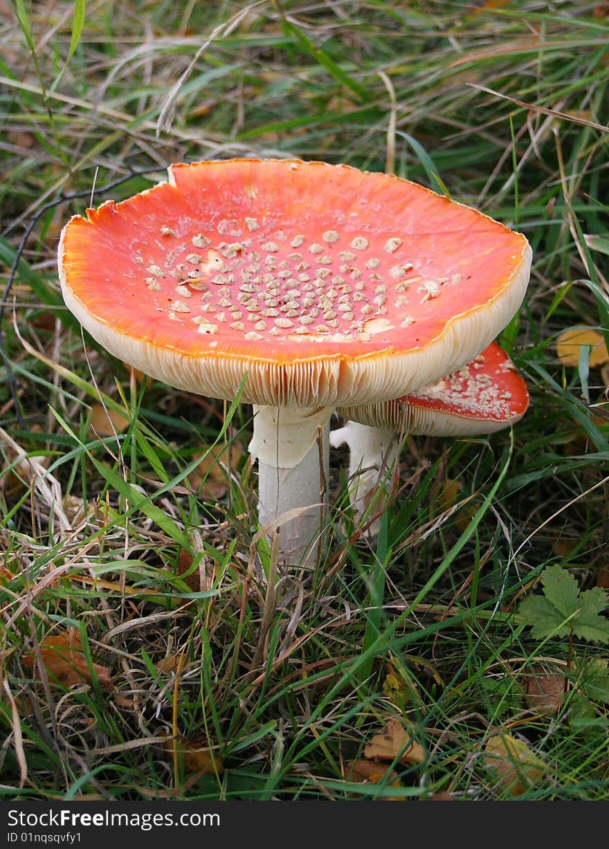 Fly-agaric, toxic mushroom, red with white dots. Fly-agaric, toxic mushroom, red with white dots