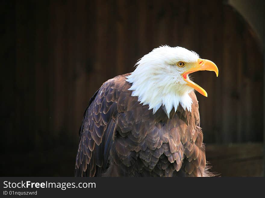 A photo of a white tailed eagle