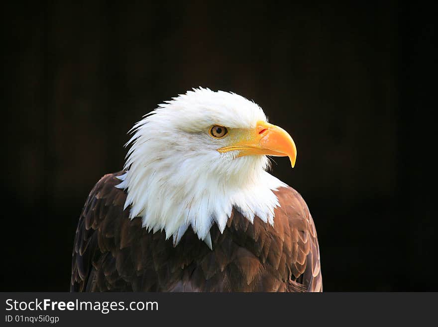 A photo of a white tailed eagle