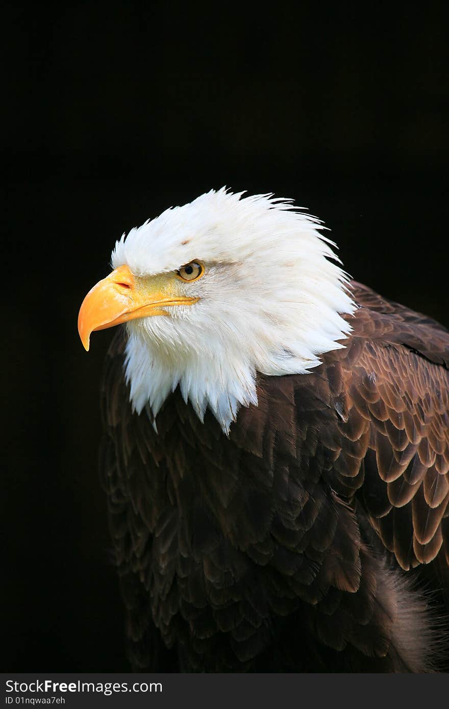 A photo of a white tailed eagle