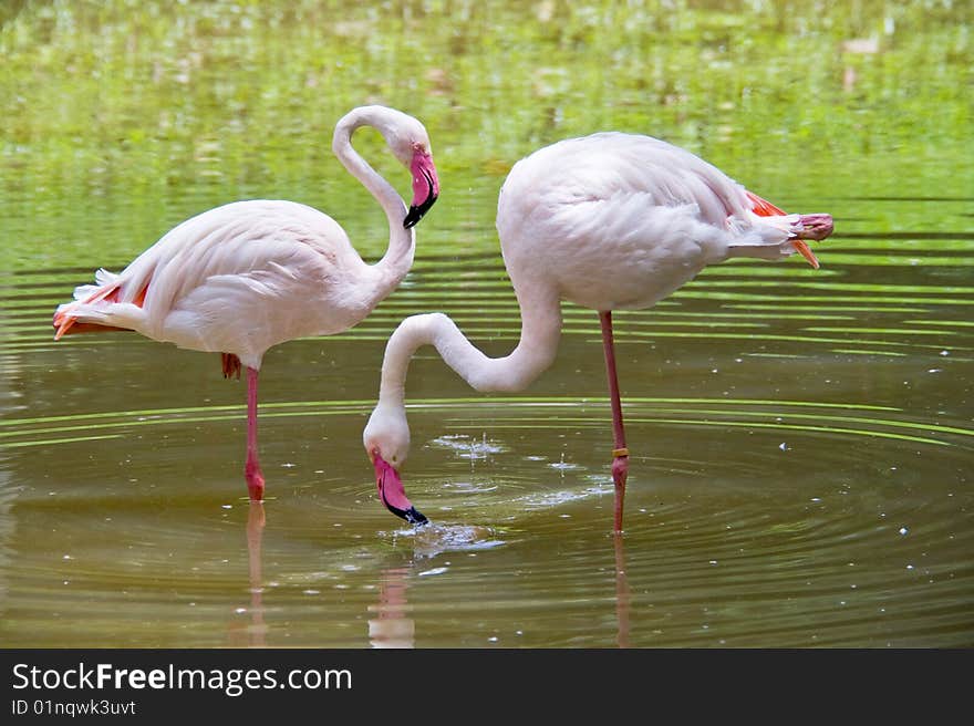 Two flamingos relaxing in the pond.