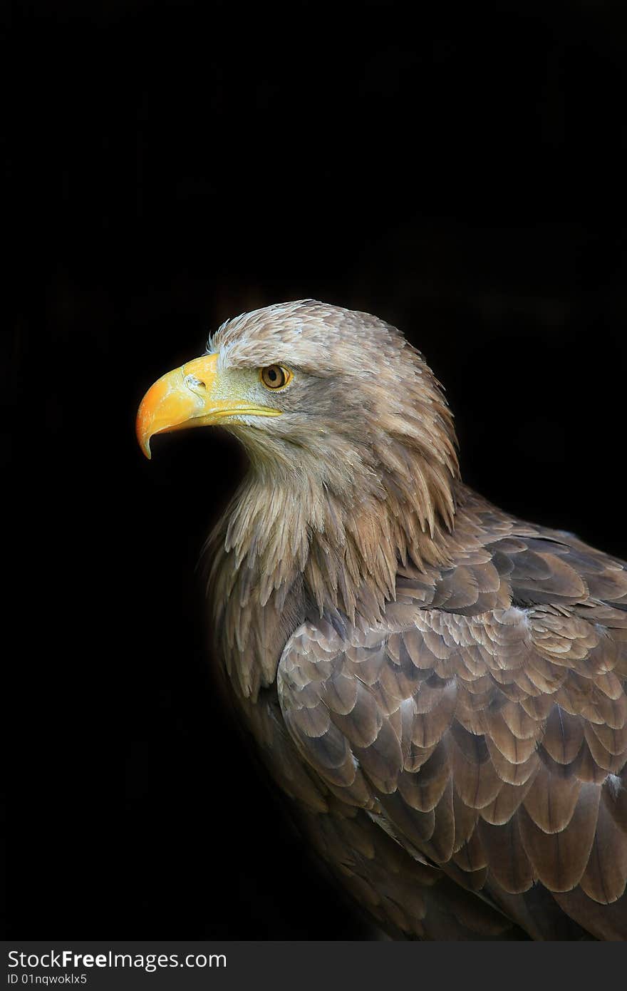 A photo of a eagle on black ground