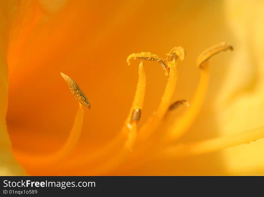 Flower Blossom, Orange Daylily Hemerocallis fulva