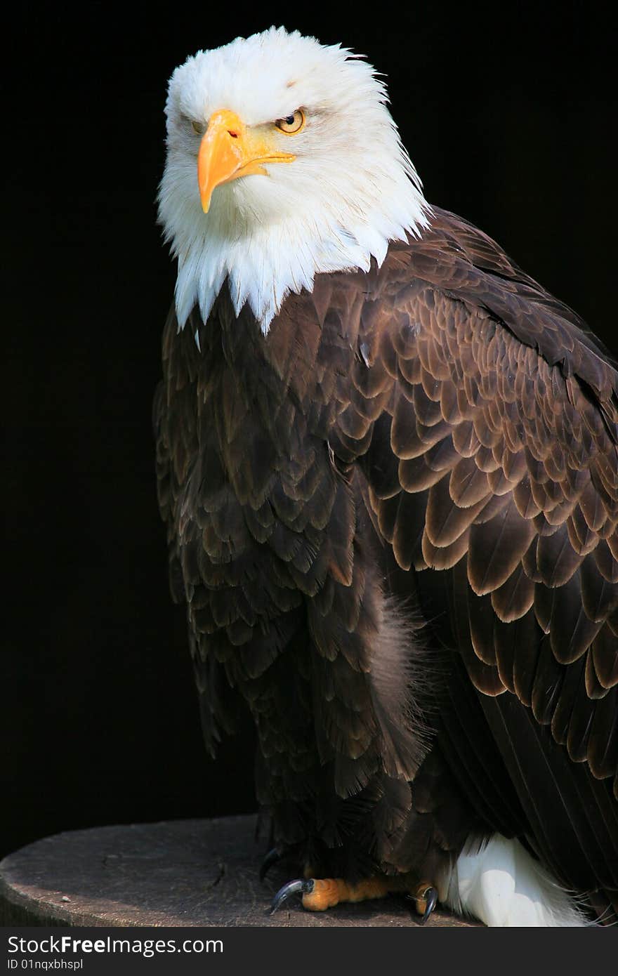 A photo of a white tailed eagle