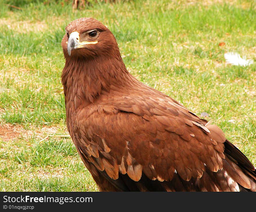 GOLDEN EAGLE