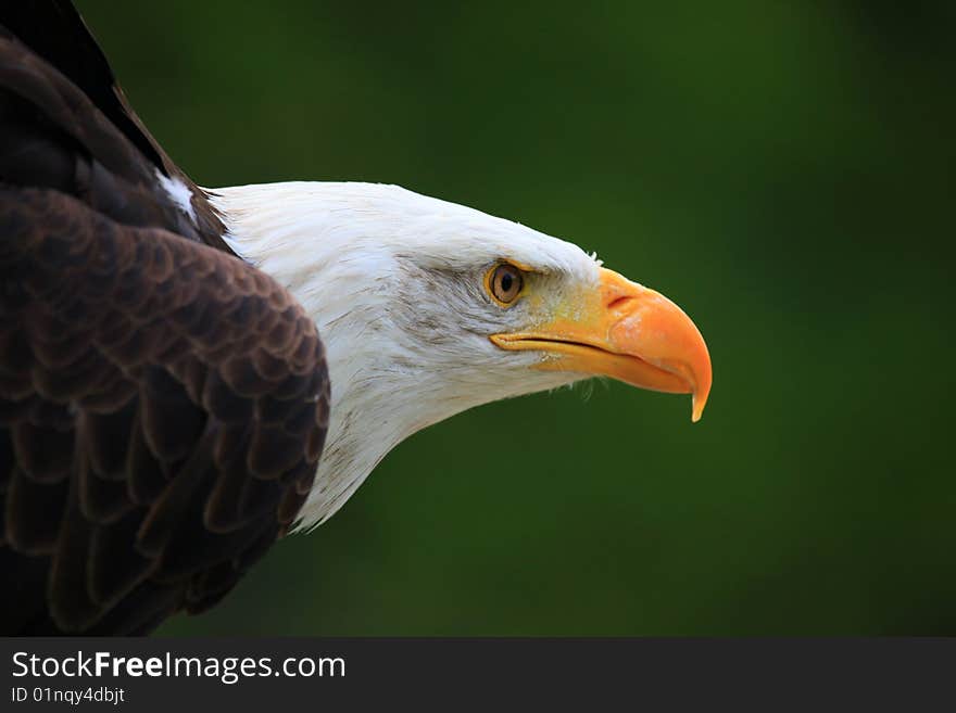 A photo of a white tailed eagle