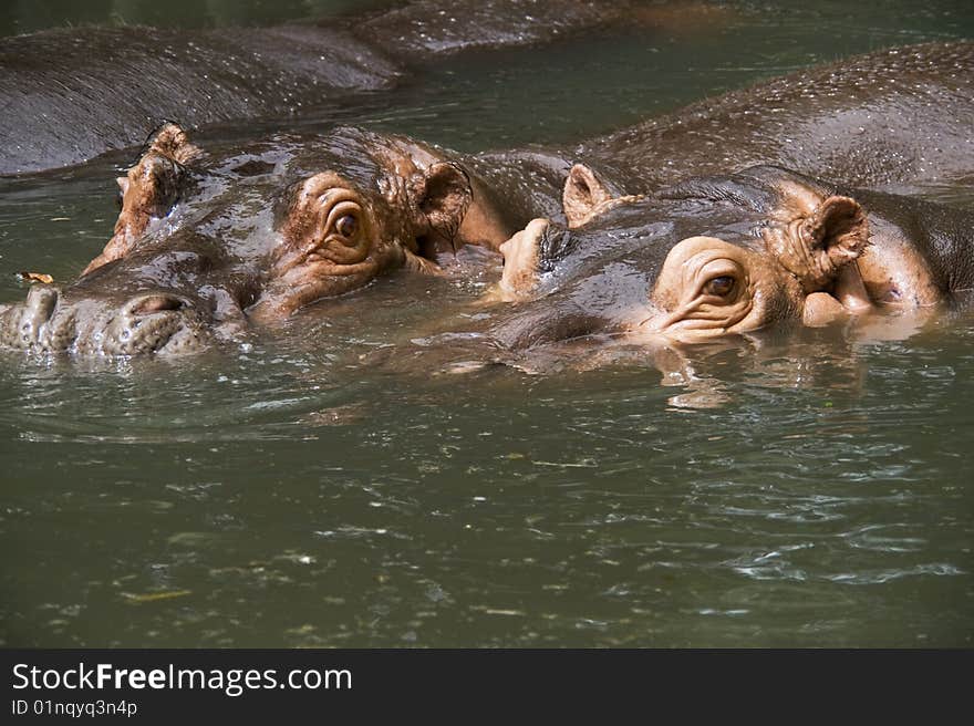 Nile Hippopotamus