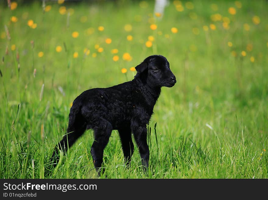 Lamb