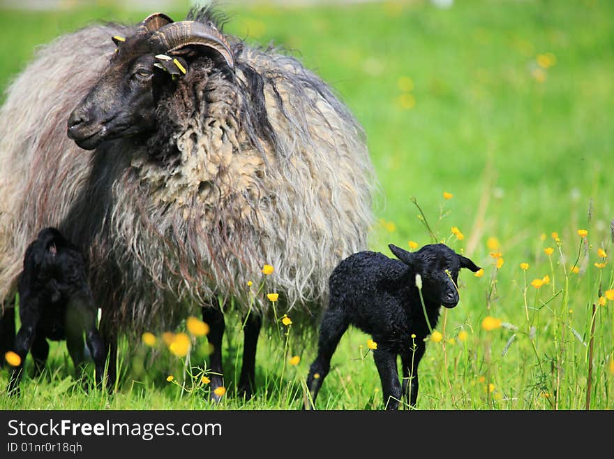 A new born black lamb in spring