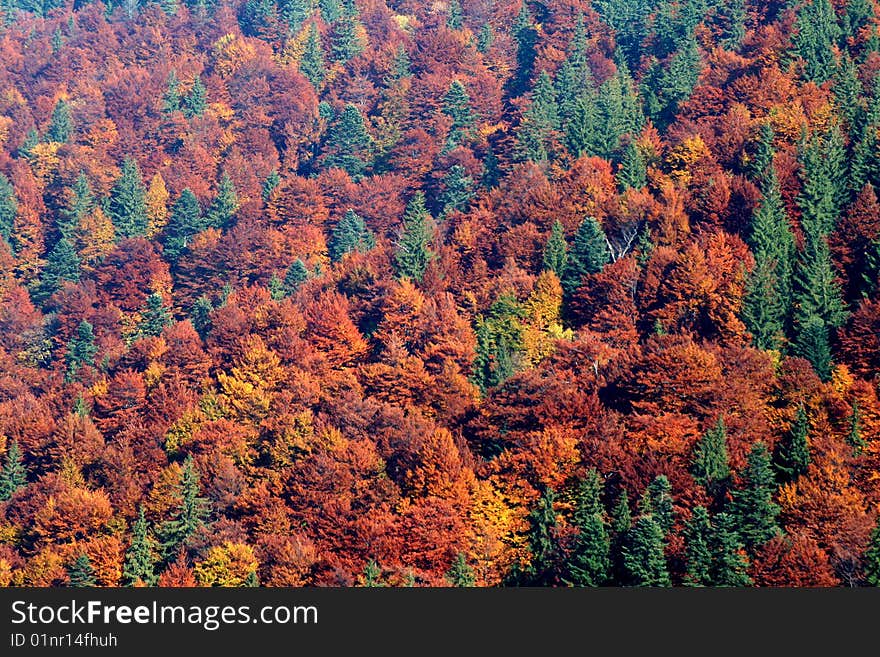 Mixed forest in autumne with red and green trees