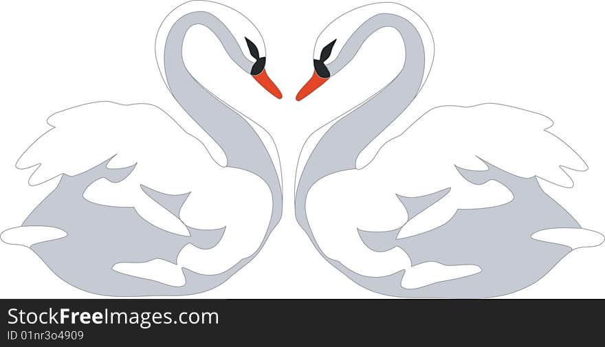 Swan couple in color 01. Swan couple in color 01