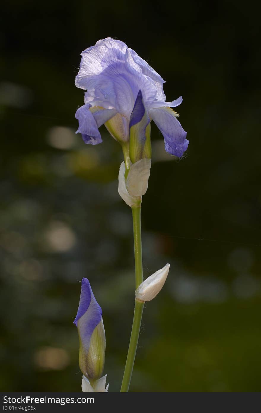 Plant with flower Iris celeste and gemmate