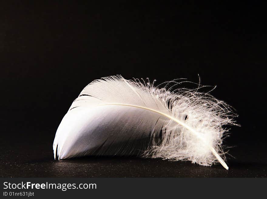 A photo of a swan feather