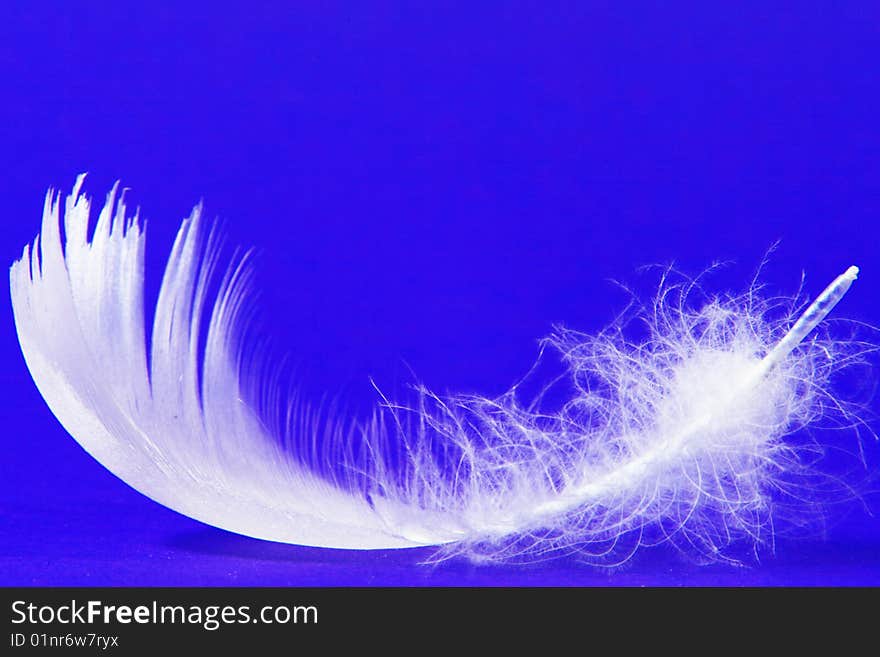 A photo of a swan feather