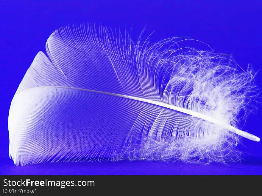 A photo of a swan feather