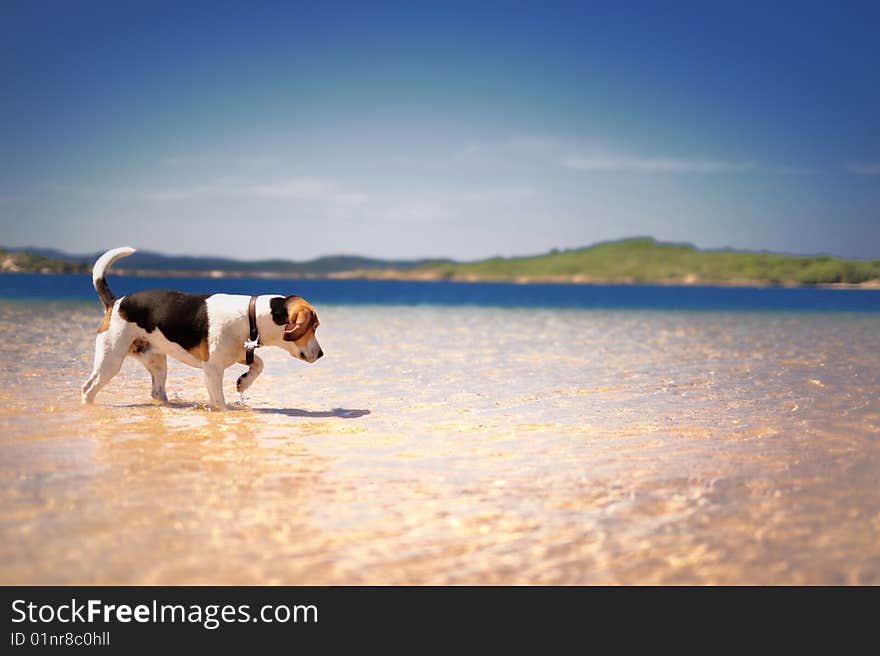 Beagle dog walking in the sea. Beagle dog walking in the sea