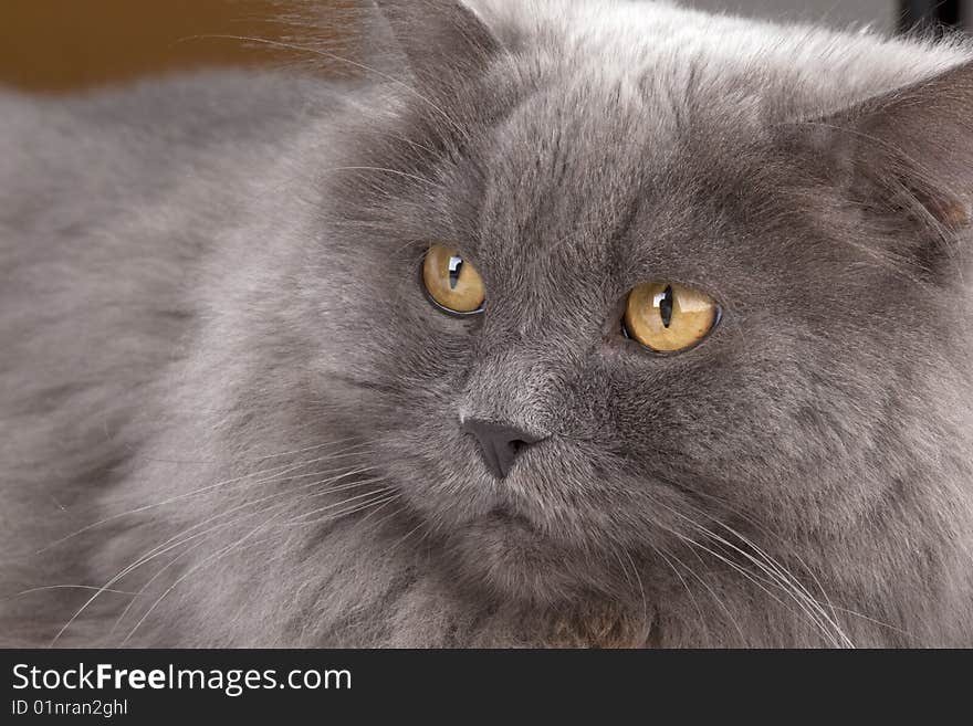 Close up of cat- british shorthair