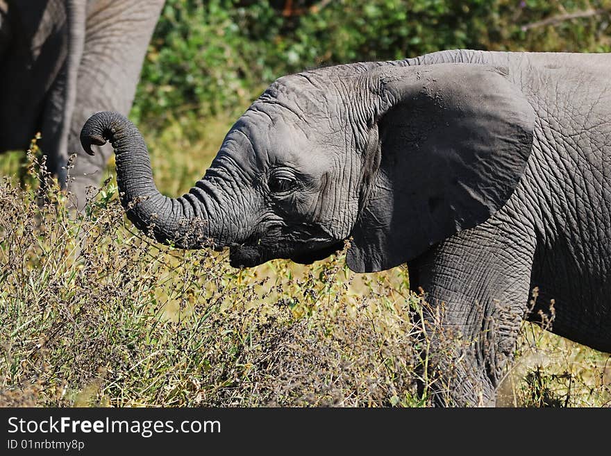 The African Bush Elephant (Loxodonta africana) is the largest living land dwelling animal, normally reaching 6 to 7.3 meters (South Africa). The African Bush Elephant (Loxodonta africana) is the largest living land dwelling animal, normally reaching 6 to 7.3 meters (South Africa)