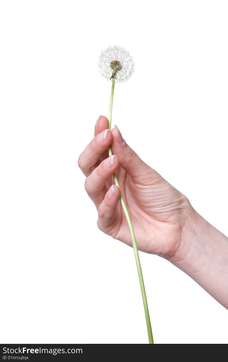 Dandelion in the woman's hand