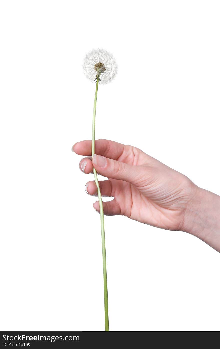 Dandelion in the woman's hand