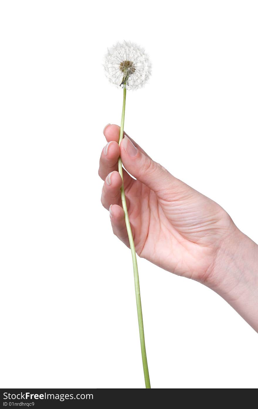 Dandelion in the woman's hand