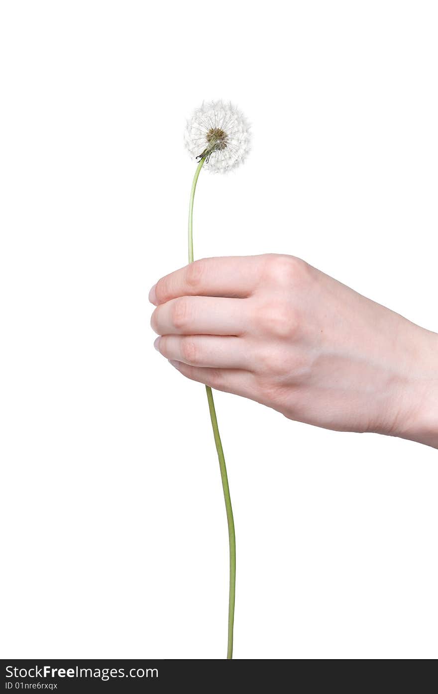 Dandelion in the woman's hand