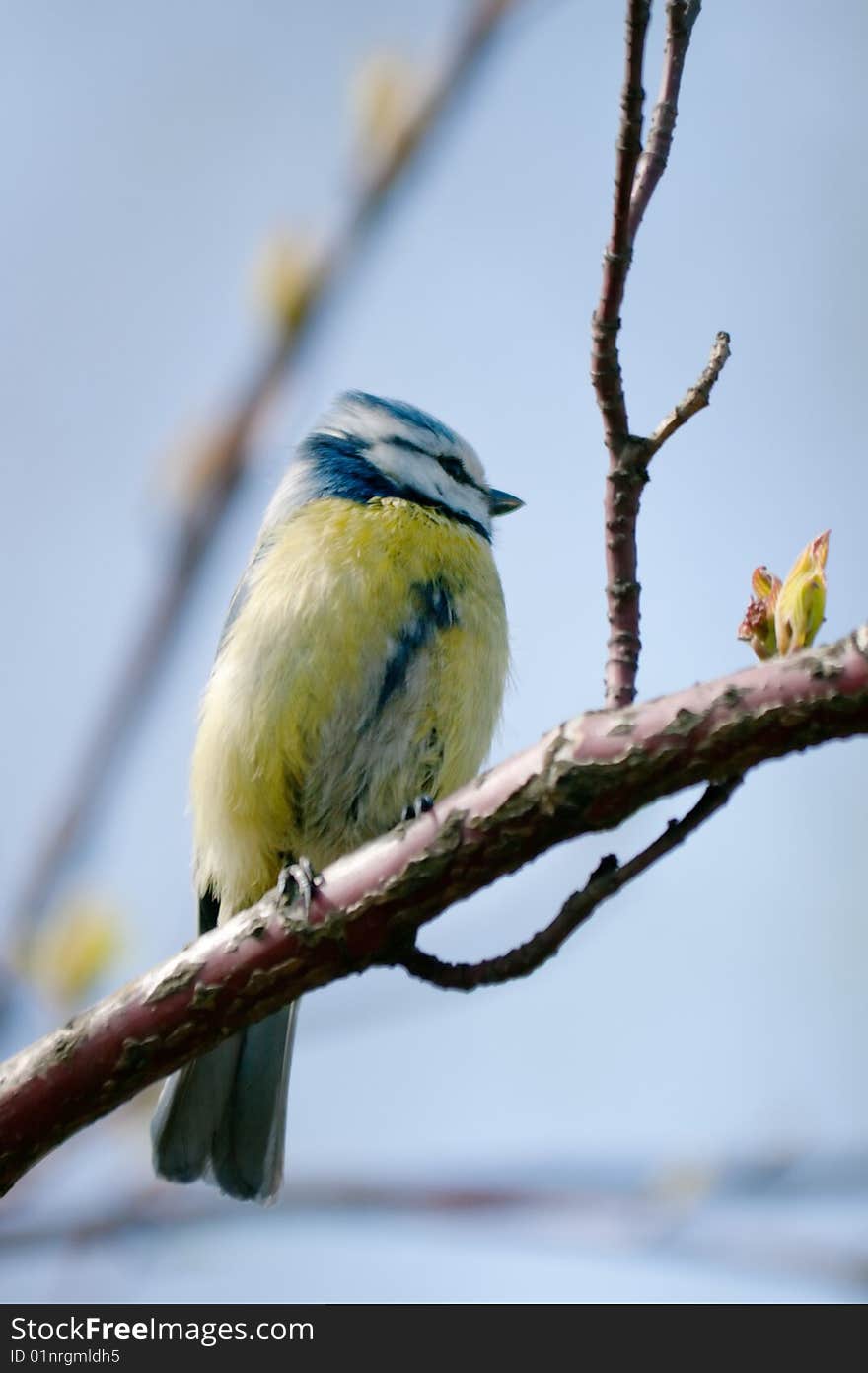 The titmouse sits on the branch with fresh leaves selective focus